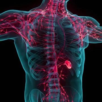 Human Internal System Lymph Nodes Anatomy 3D Illustration Concept of Human... Stock Photos