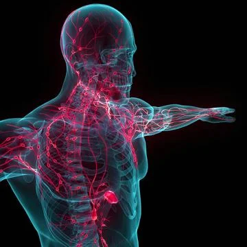 Human Internal System Lymph Nodes Anatomy 3D Illustration Concept of Human... Stock Photos