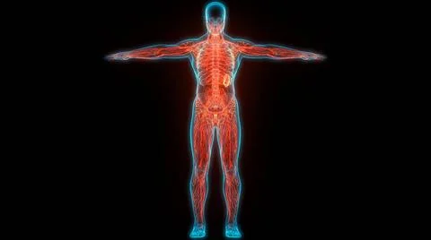 Human Internal System Lymph Nodes Anatomy 3D Illustration Concept of Human... Stock Photos