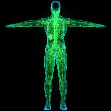 Human Internal System Lymph Nodes Anatomy 3D Illustration Concept of Human... Stock Photos