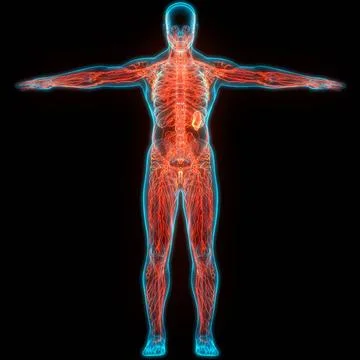 Human Internal System Lymph Nodes Anatomy 3D Illustration Concept of Human... Stock Photos