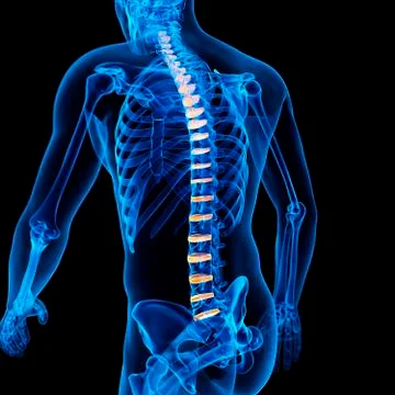 Human intervertebral discs, illustration Stock Illustration