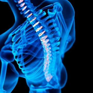 Human intervertebral discs, illustration Stock Illustration