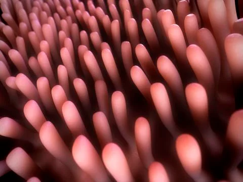 Human intestinal lining, illustration Stock Illustration