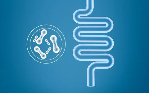 Human intestinal system and probiotics, 3d rendering. Stock Illustration