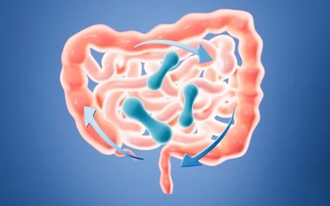 Human intestinal system and probiotics, 3d rendering. Illustrazione stock