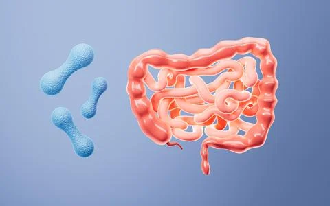 Human intestinal system and probiotics, 3d rendering. Stock Illustration