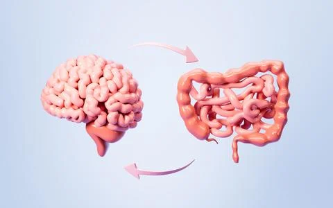Human intestinal tract and brain, 3d rendering. Stock Illustration