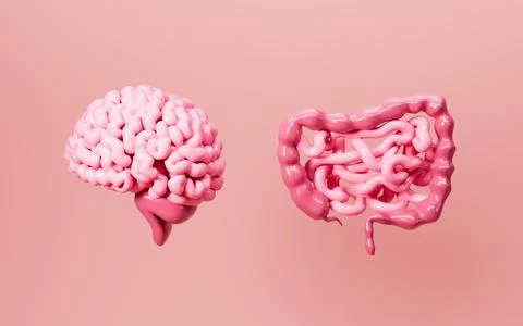Human intestinal tract and brain, 3d rendering. Stock Illustration