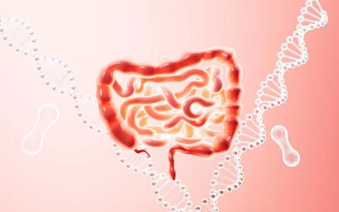 Human intestinal tract and digestive system, 3d rendering. Stock Illustration
