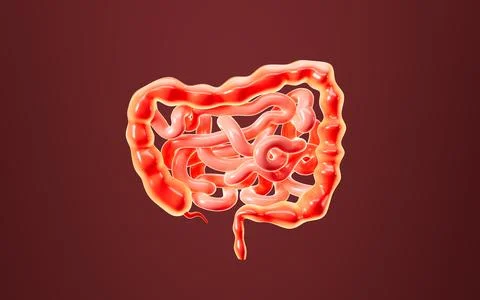 Human intestinal tract and digestive system, 3d rendering. Stock Illustration