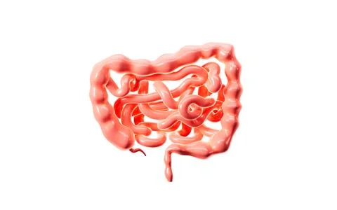 Human intestinal tract and digestive system, 3d rendering. Stock Illustration