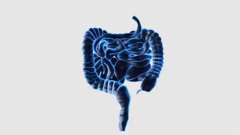 Human Intestine 3D Model Display Stock Footage 307014611