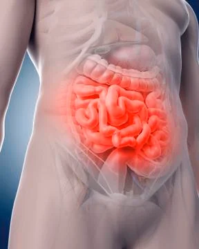 Human intestine Stock Illustration
