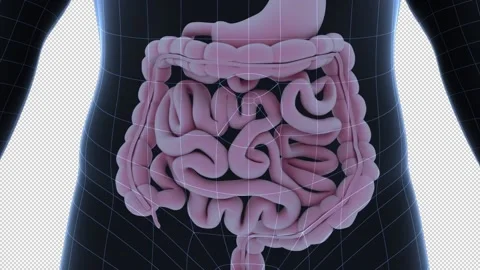 Human Intestine Motion 스톡 동영상 196286318