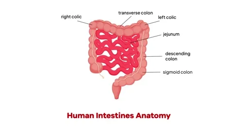 Human Intestines Anatomy Animation Biology Diagrams