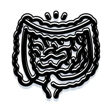 Human intestines digestive system anatomy diagram illustration Stock Illustration