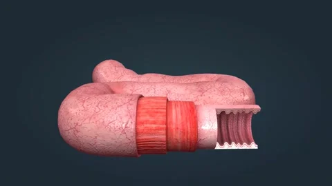 The human intestines function to absorb ... | Stock Video | Pond5