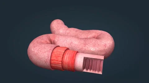 The human intestines function to absorb digestive products and have special 스톡 동영상 228858653