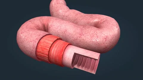 The human intestines function to absorb ... | Stock Video | Pond5