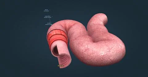 The human intestines function to absorb digestive products and have special Stock Illustration