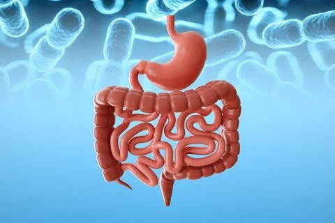 Human intestines with probiotics Stock Illustration