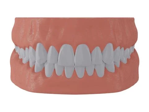Human jaw with straight teeth Stock Illustration