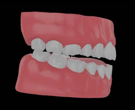 Human jaw with straight teeth Stock Illustration