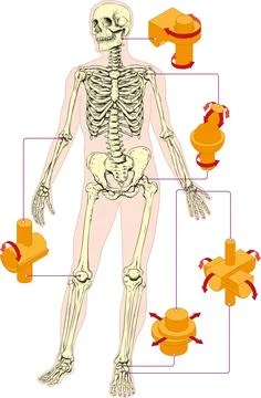 Human Joints Diagram Stock Illustration
