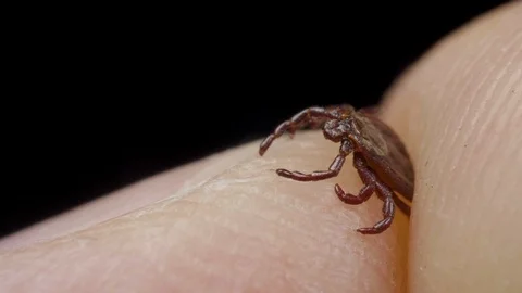 Human keeps the blood-sucking bug in the fingers, macro shot Video stock 127320419