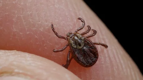Human keeps the blood-sucking bug in the fingers, macro shot Video stock 127496305
