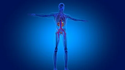 Human kidney 3D render medical concept Stock Footage 126970372