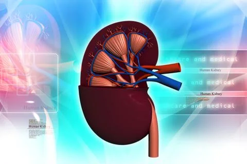 Human kidney in abstract background Stock Illustration