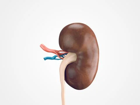 Human kidney anatomy Stock-Illustration