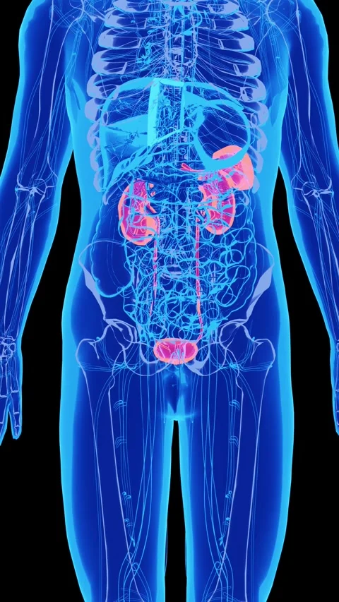 Human Kidney Anatomy Visualization with Internal Organ Medical Animation Video stock 341332900