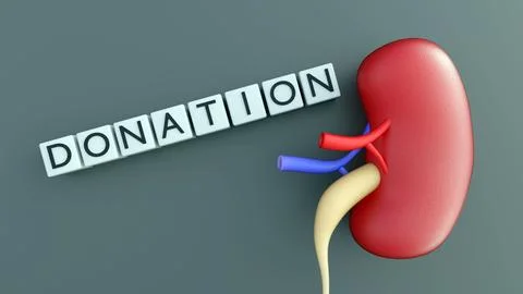 A human kidney and a row of white blocks spelling out the word "DONATION" Stock Illustration