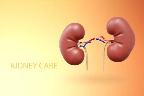 Human kidney on bright background Stock Illustration