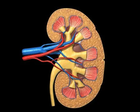 Human kidney cross section, on black background, with clipping path. Stock Illustration