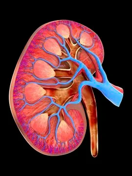 Human kidney, cut-away computer artwork Stock Illustration