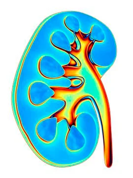 Human kidney, cut-away computer artwork イラスト素材
