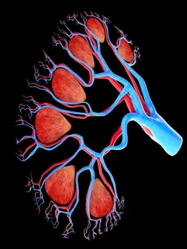 Human kidney, cut-away computer artwork Stockillustratie