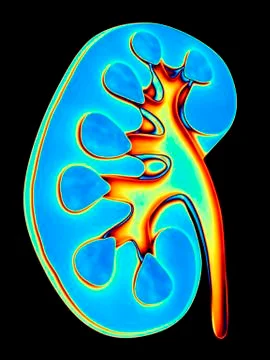 Human kidney, cut-away computer artwork イラスト素材