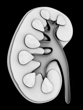 Human kidney, cut-away computer artwork Illustrazione stock