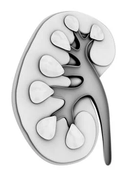 Human kidney, cut-away computer artwork Illustrazione stock