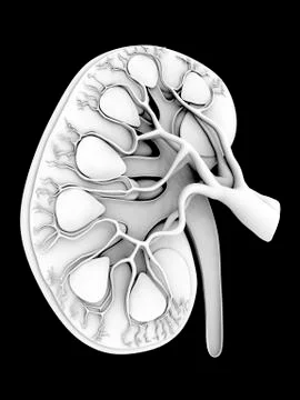 Human kidney, cut-away computer artwork 스톡 일러스트