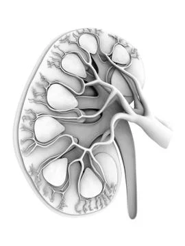 Human kidney, cut-away computer artwork Stock Illustration