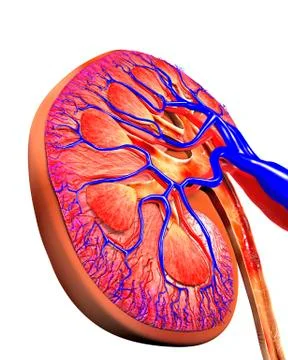 Human kidney, cut-away computer artwork イラスト素材