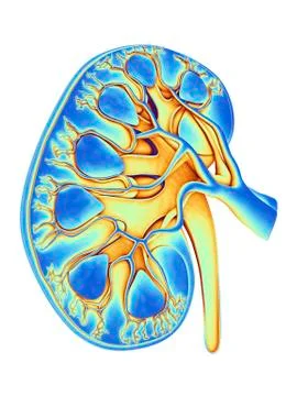 Human kidney, cut-away computer artwork Stock Illustration
