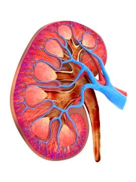Human kidney, cut-away computer artwork 스톡 일러스트