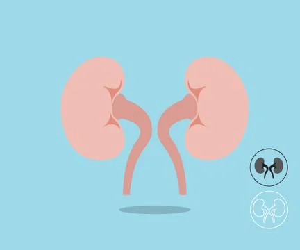 Human kidney flat design vector illustration Stock Illustration